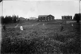 Bondgård. Första årets frövall av rödklöver, Ångermanlands kustbygd, Bjästa. 