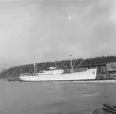 Fartyget Freja vid kaj

