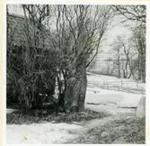 Badelunda sn, Västerås kn, Björnö.
Ihålig trädstam för rökning av fläsk.