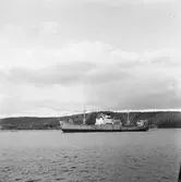 Fartyget Hugo Nielsen på Älven

