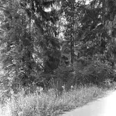 Doktorsvillan i Gysinge. Fotodokumentation i samband med besiktning 1989. 