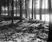 Gravfält. Långön i Hotingsjön.