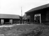 Hästar på stallbacken, Kolbäck, Hallstahammar.