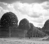 Klippta björkar i Bölens by