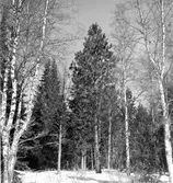 Barrträd. Pinus panderosa.