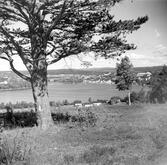 Utsikt från Stenhammarstallen.