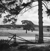 Landskapsvy med sommarmotiv från Kvibille. Från skuggan av en gran vid ett staket blickar man ut över ett böljande odlingslandskap med höstackar och hässjor.