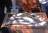 Fiskförsäljning under Båtens dag, 1983