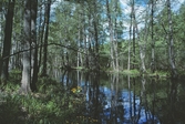 Vattenparken vid Oset, 1997