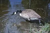 Kanadagås vid vattenparken, 1997