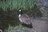 Kanadagås vid vattenparken, 1997