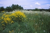 Rastplatsen Pers hög, 1999