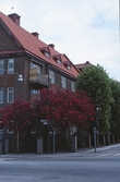 Hagtornsträd på Alnängsgtan, 1970-tal