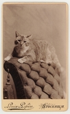 Porträtt på katt, efter 1880