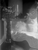 Blomvas och katt, 1921