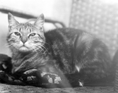 Katt, 1923