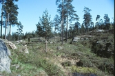 Skog vid Tarstaborg, 1989