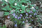Blommor i Garphyttans nationalpark, 1988 MAJ