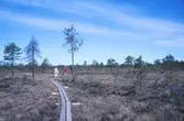 Vandringsled på Knuthöjdsmossen, 1977