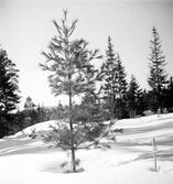 Barrträd. Pinus Strabus.