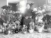 Fru Andersson fotograferad i hemmet, sannolikt firande sin födelsedag då hon är omgiven av blomsteruppsättningar. (Se även bildnr MR2_391, MR2_399)
