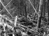Fällda träd vid Göljan, 1950