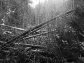 Stormfällda träd vid Göljan, 1950