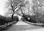 Vägen till färjeläget på Vinön, 1950