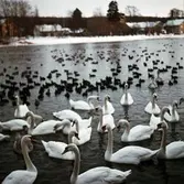 Svanar i Svartån, 1950-tal