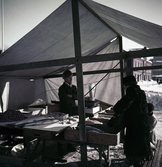 Fiskförsäljning vid Hamnplan, 1950