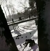 Kvinna matar fåglar i Slottsparken, 1950