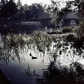 Vy mot Hagabron, 1951