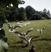 Måsar i Stadsparken, 1950-tal