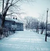 Kanalträdgården, ca 1961