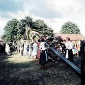 Resning av midsommarstång vid midsommarfirande i Brevens bruk, 1960-tal