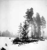 Dimma i skogen (Råväder)