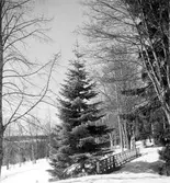 Barrträd. Abies lariana.