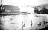 Svanar utanför Örebro slott, före 1912