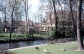 Fåglar  i slottsparken, 1974