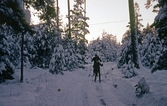 Skidåkare på skogsväg i Adolfsberg, ca 1965