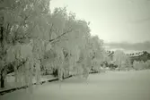 Svartåns strand i vinterskrud, 1960-tal