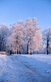 Snöklädda träd i Stadsparken, 1960-tal