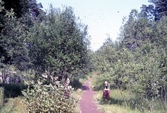 Gångstig inne i Kinaparken, 1960-TAL