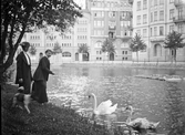 Kvinnor matar svanar på Frimurareholmen, 1920-tal