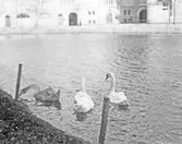 Svanar vid Frimurarholmen, 1920-tal