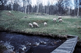 Får i Lekeberga-Sälvens naturreservat,1988