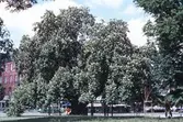 Von Akens kastanj i Oskarsparken, 1984