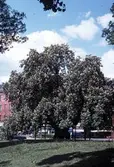 Von Akens kastanj i Oskarsparken, 1984