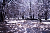 Natur vid Karlslund, 1982