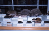 Små djur på Biologiska museet, 1982